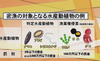 なまこの密漁問題~海の底からの警鐘~